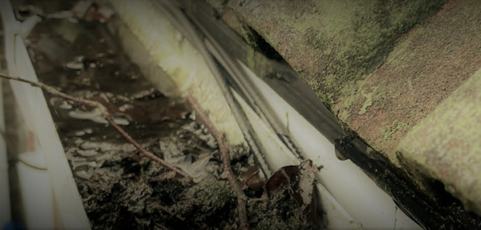 pestbgone roof moss gutter cleaning