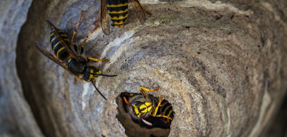 pestbgone wasp nest control