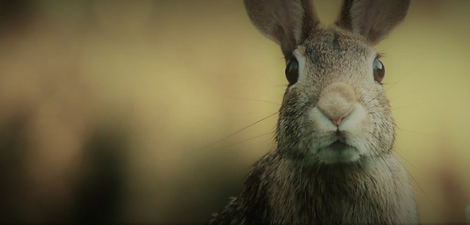 pestbgone wildlife control