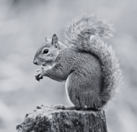 grey squirrel