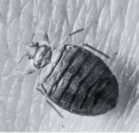 bed bug