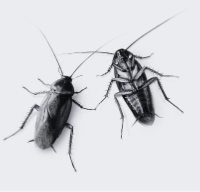 cockroaches