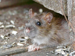 Rodent Clean and Disinfectant